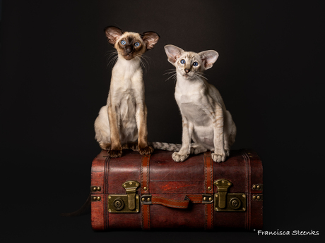 Miao Shan's Raya & Roosje