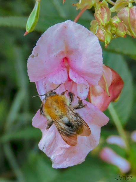 Akkerhommel