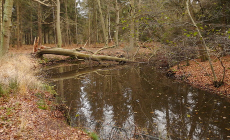 Uit het archief 2010