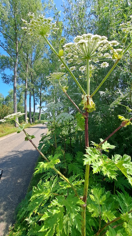 Berenklauw 