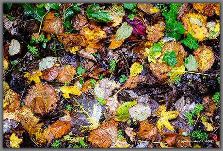Bladeren uit het bos