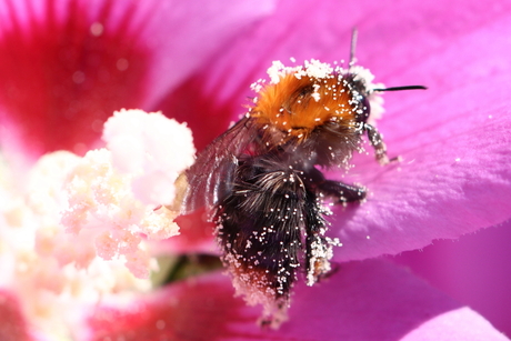 Hommel met stuifmeel