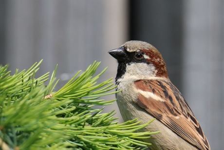 Vogels in de tuin