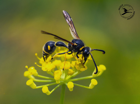 Urntjeswesp foerageert op venkel