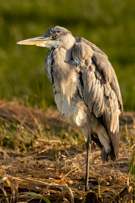 Reiger op Eénpoot