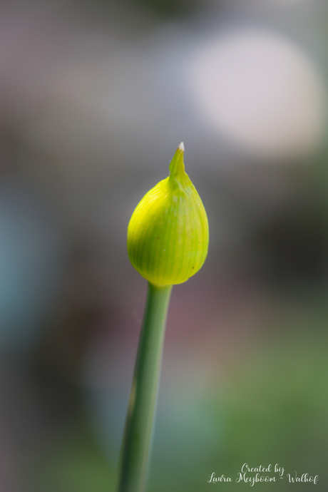 Allium Bol