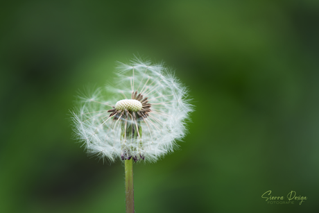 Paardenbloem pluis