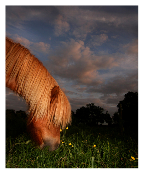 red pony