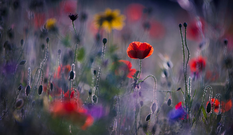 Summer flowers