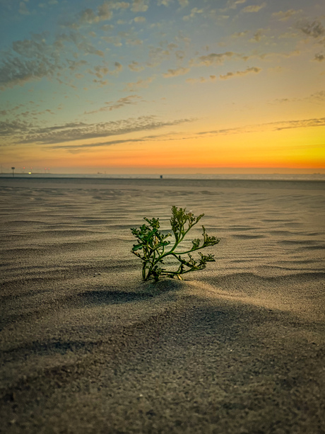 Dunes of dreams🌱