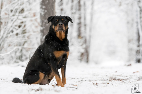 Mexx in de sneeuw