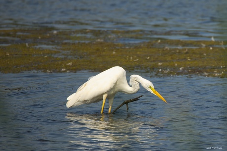 de grote zilverreiger