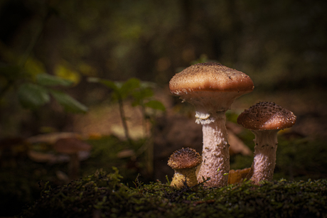 paddenstoelen trio