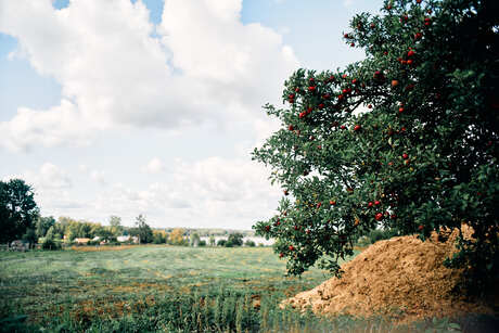 Appelboom