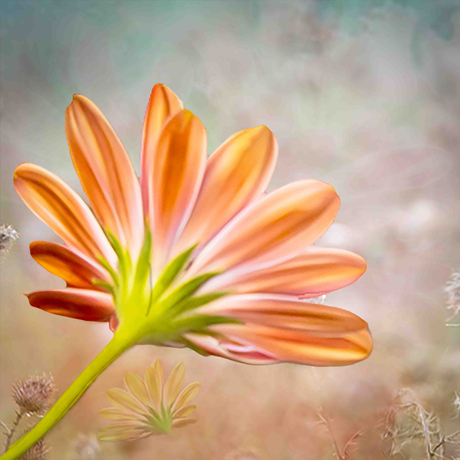 Gerbera