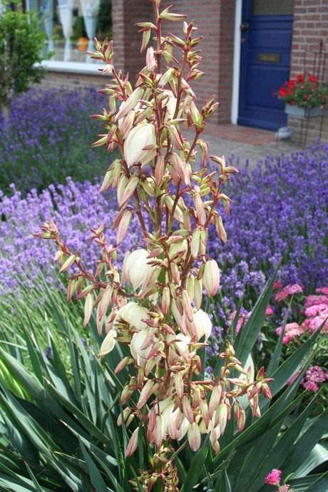 Yucca