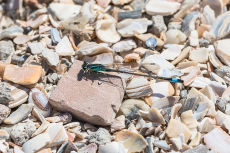 Blauwe juffer op schelpenpad