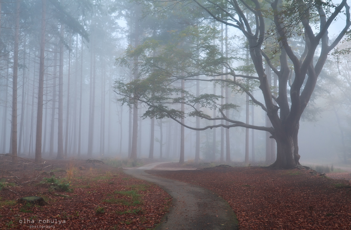 Deeper into the autumn - Same picturesque tree near Bakkeveen :) - foto door catolla op 23-11-2014 - deze foto bevat: natuur, licht, herfst, landschap, mist, bos, bomen