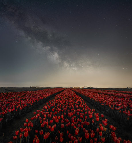 Hollandse tulpen onder de Melkweg