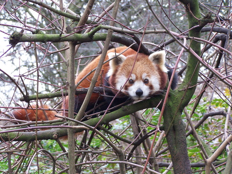 Kleine Panda