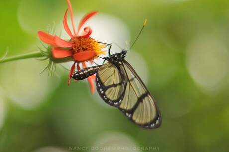 Grote glasvleugel vlinder