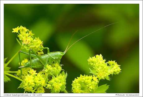 Groene Sabelsprinkhaan