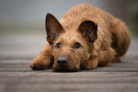 Mooie ierse terrier