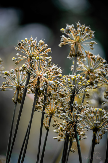 moody  allium