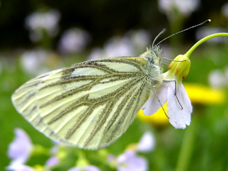 Een geaderd witje