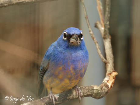 Angry (looking) bird