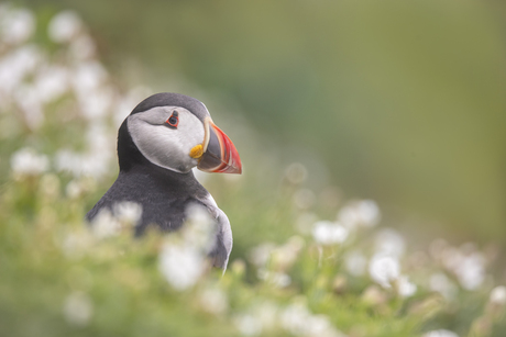 Feathers and flowers