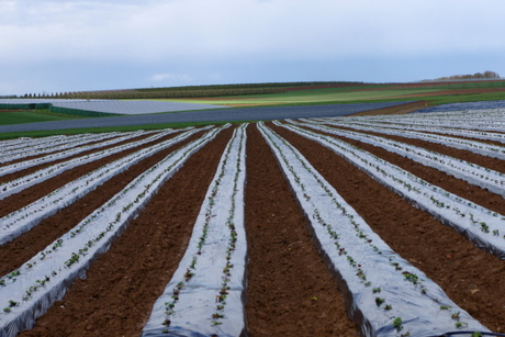 aardbeien in de maak