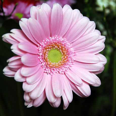 Roze Gerbera