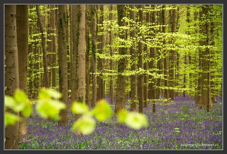 Lente in Hallerbos