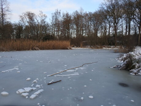 Bevroren boomtakje die de weg wijst, Nijmegen 2026