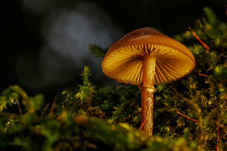 Paddenstoel ( geelbruin mosklokje? )