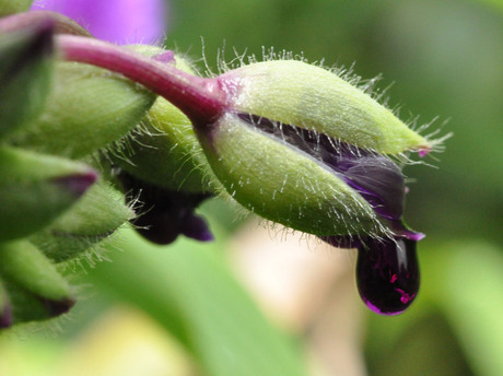 bloem kleurt dauwdruppel