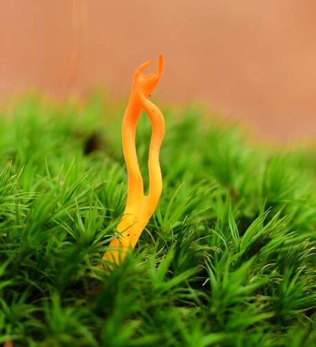 Er was maar een klein stukje ruimte.