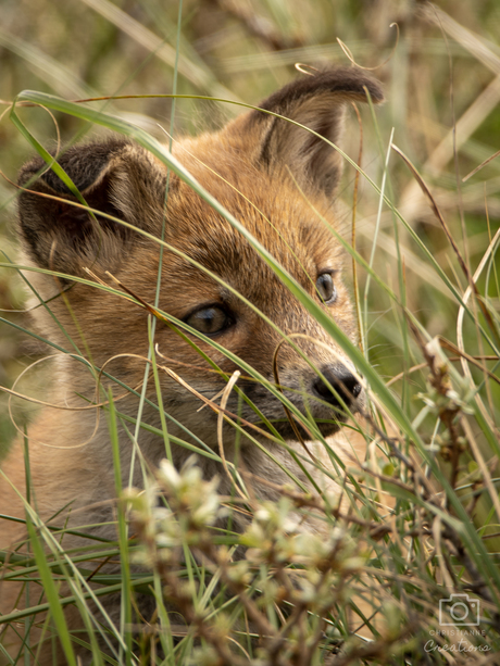Zachtaardige Ogen en Wakkere Oren, het charmante gezicht van een jonge vos