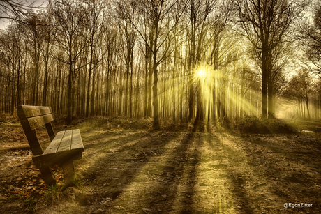 bankje in het bos