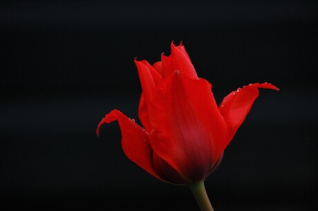 Rode tulp