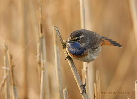 blauwborst