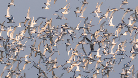 Grote Sternen en Kokmeeuwen 
