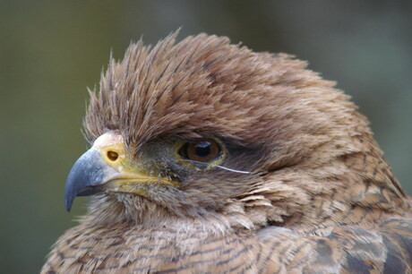 Up close and personal