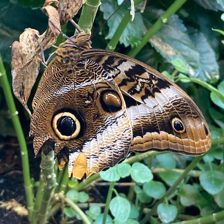 de blaauwe vlinder