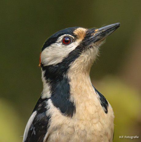 Grote Bonte Specht ( Man )