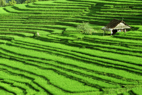 Rijstveld op Bali