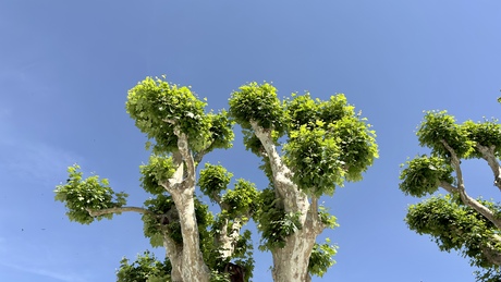 Trees coloring the landscape and blue sky