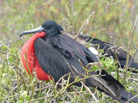 Fregatvogel mannetje