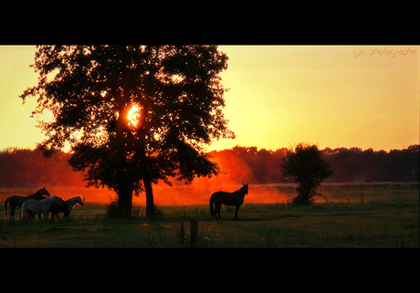 Sunset horses ..